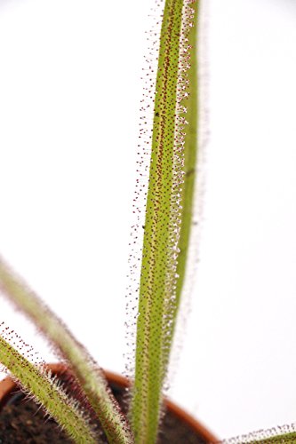 食虫植物 Drosera regia 2.5寸鉢 (ドロセラ レギア) | LIFTERIOR - ライフテリア