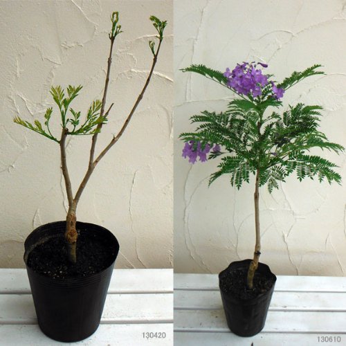 わい性ジャカランダ ブルーブロッサムビューイング6号ポット わい性観葉植物としても人気 Lifterior ライフテリア