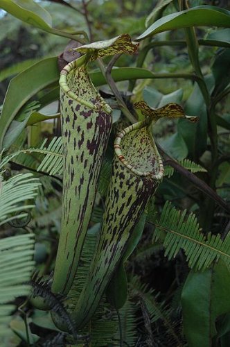 食虫植物 Nepenthes stenophylla (ネペンテス・ステノフィラ