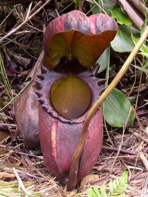 食虫植物 Nepenthes rajah(ネンテス ラジャ) | LIFTERIOR - ライフテリア