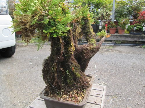 岩松・イワヒバ樹齢100年以上 | LIFTERIOR - ライフテリア